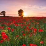 问鼎娱乐app:全方位客服支持,解决你的疑问与问题 b6jp7co0cf