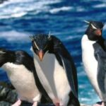 问鼎www:网络安全的重要性与防护措施 fhx1ukmth