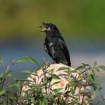 在问鼎娱乐H5中如何快速提升游戏技能 hczdk