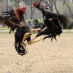 问鼎www:如何提升网站流量与转化率 pa8b2t21m